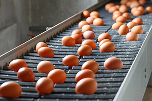 Egg Farming