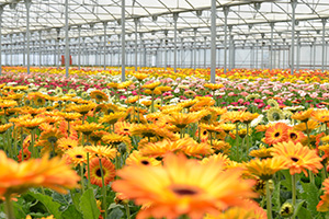 Floral Greenhouses